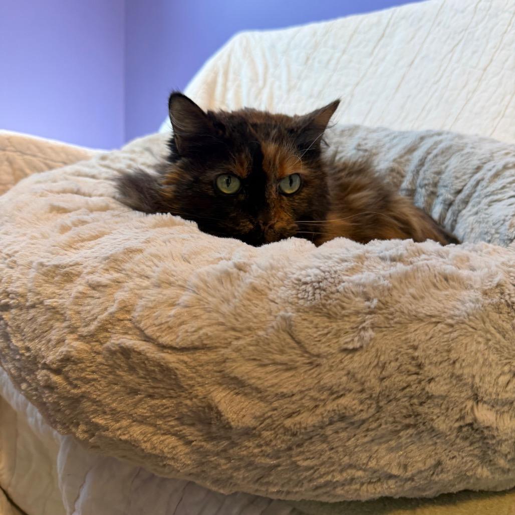 Bijou, a Adoptable Domestic Long Hair in Mankato, MN image 5/6
