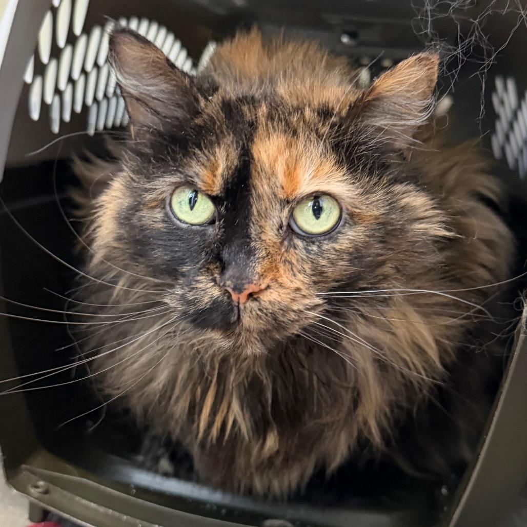 Bijou, a Adoptable Domestic Long Hair in Mankato, MN image 6/6