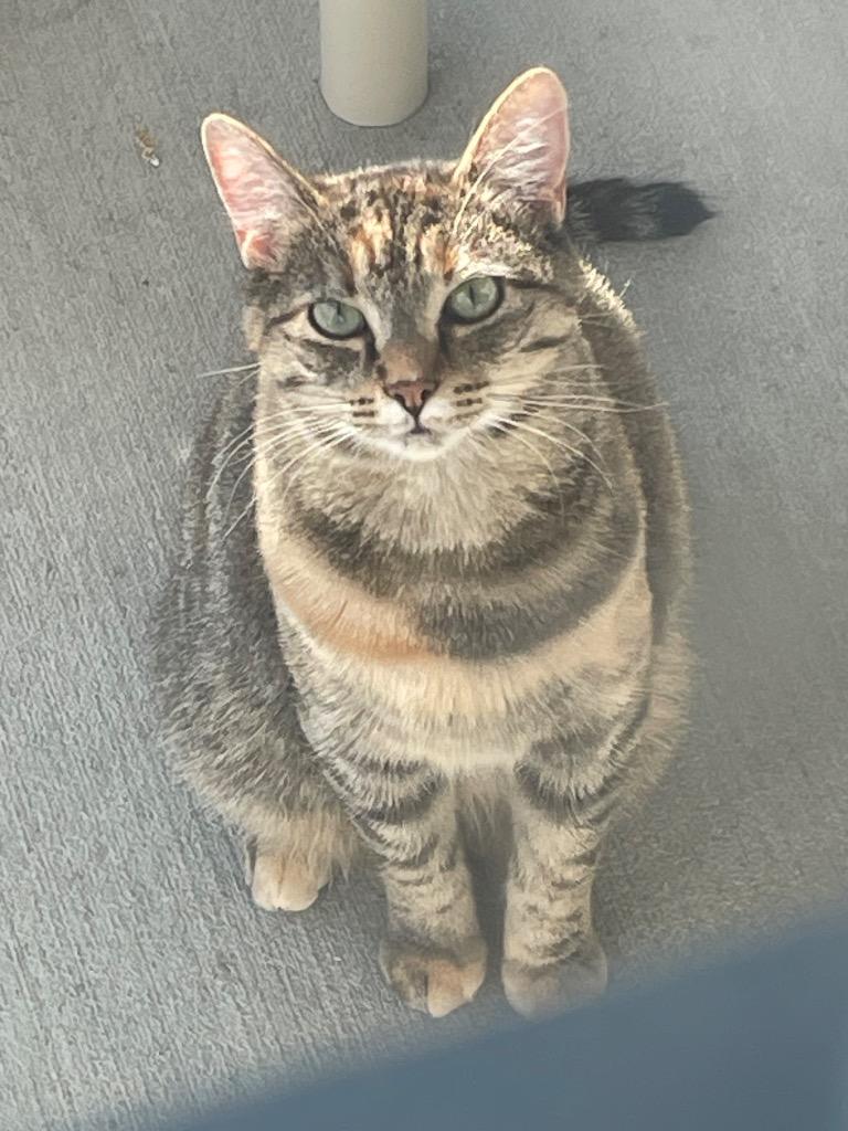 Mrs. Throppe, ADOPTABLE, Young Female Domestic Short Hair.