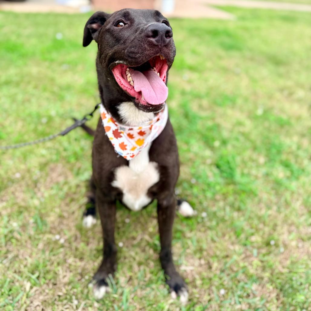 Fireball — thumbnail 2