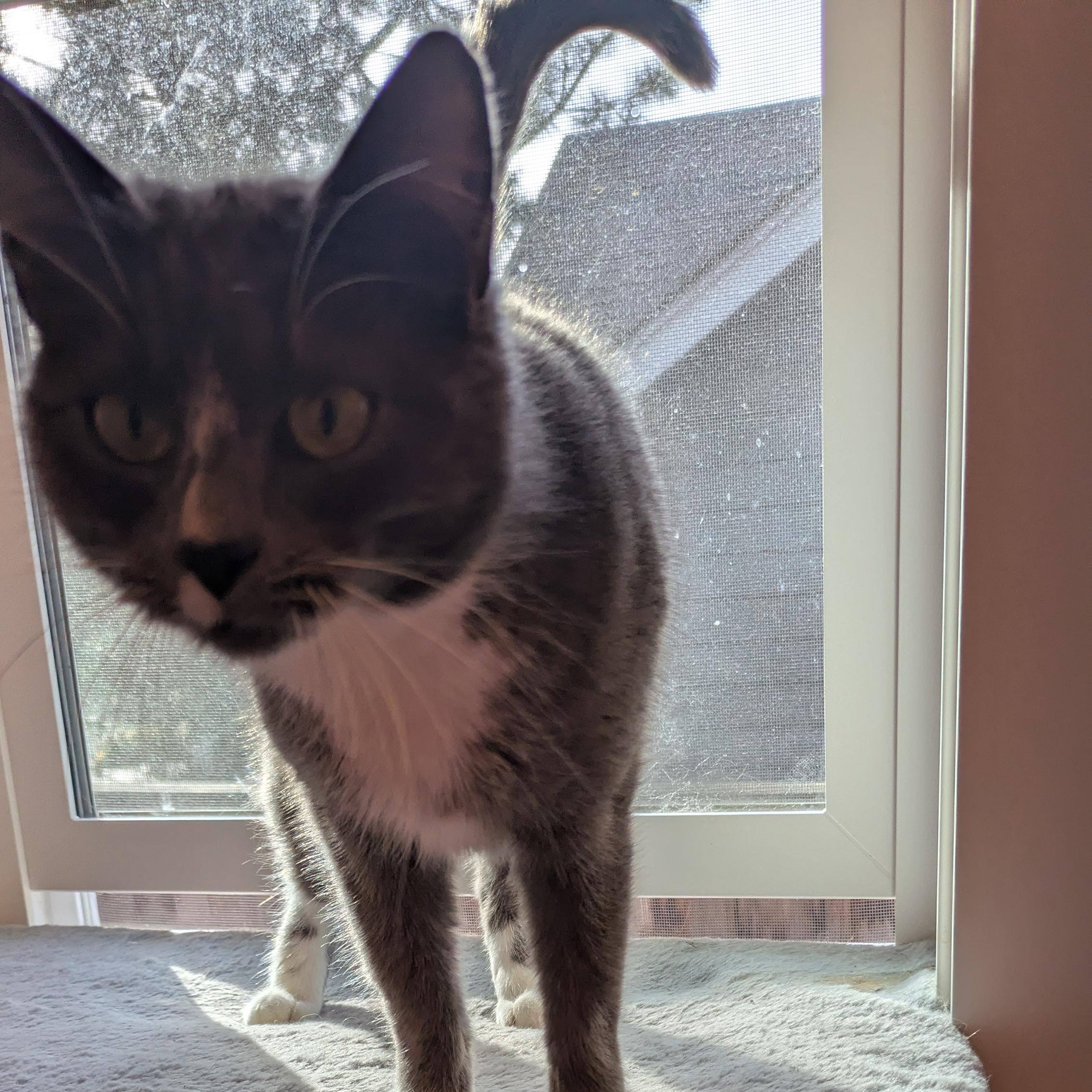 Enlarge Meliah, an adopted mixed breed in Silverton, OR image 3/5