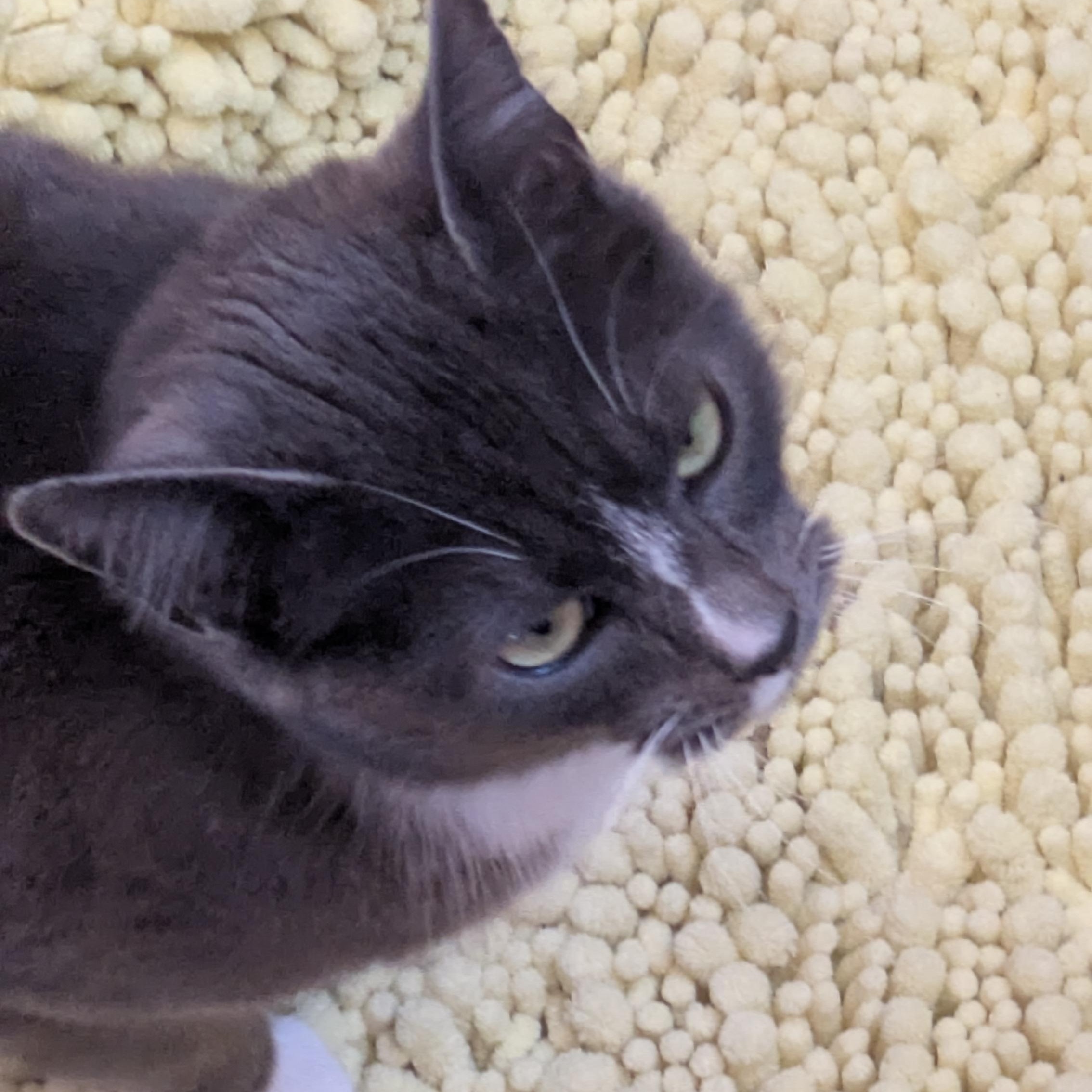 Enlarge Meliah, an adopted mixed breed in Silverton, OR image 1/5