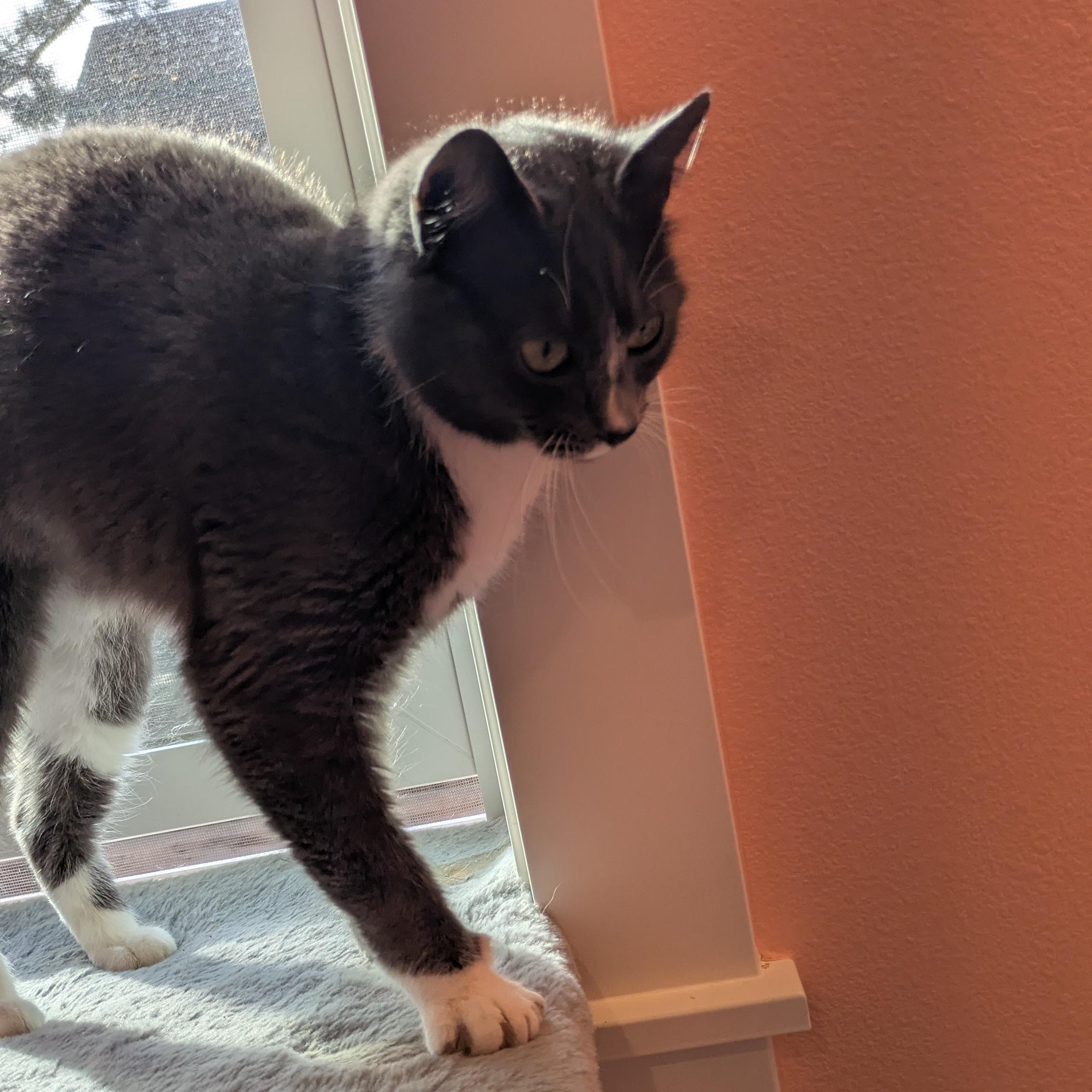 Enlarge Meliah, an adopted mixed breed in Silverton, OR image 5/5