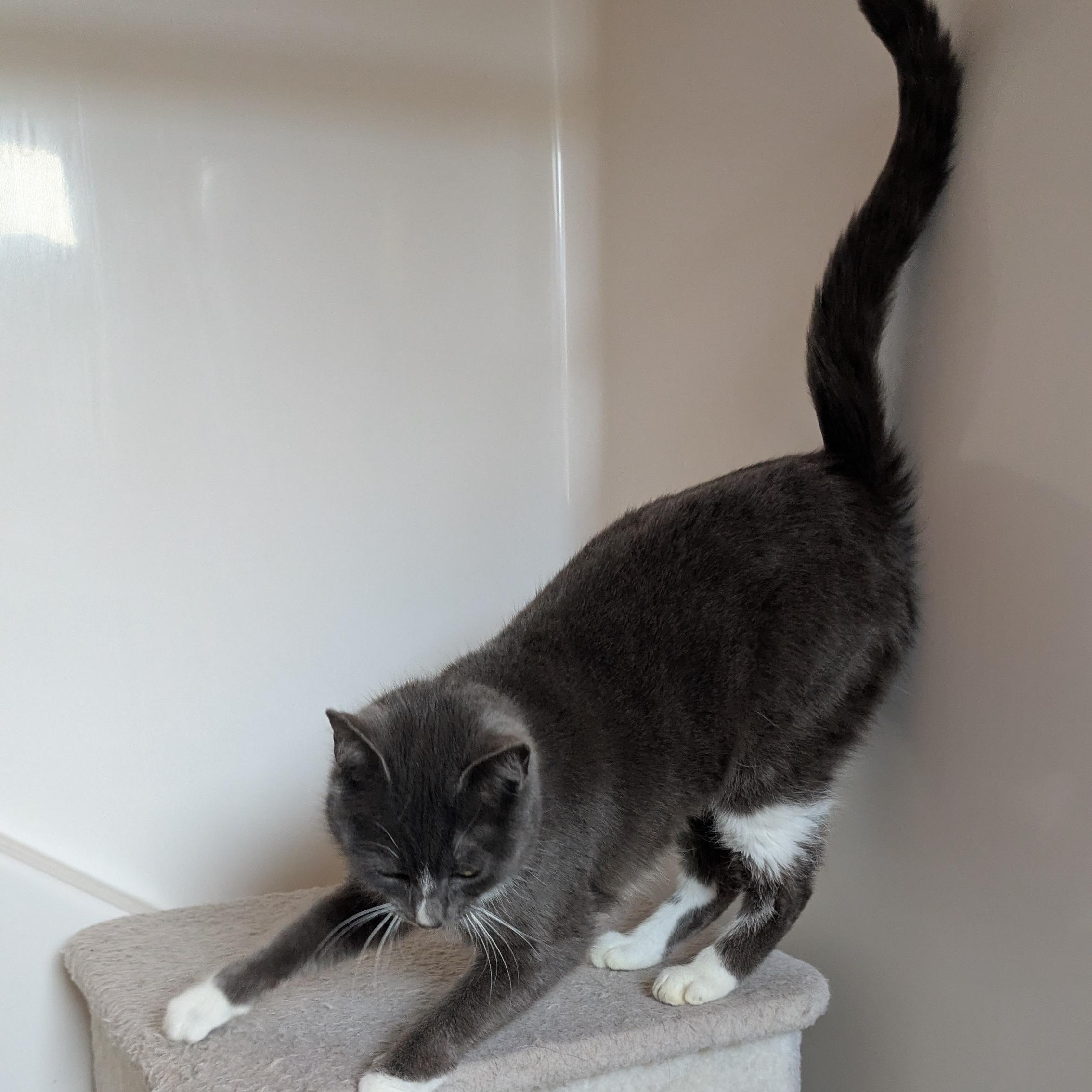 Enlarge Meliah, an adopted mixed breed in Silverton, OR image 4/5