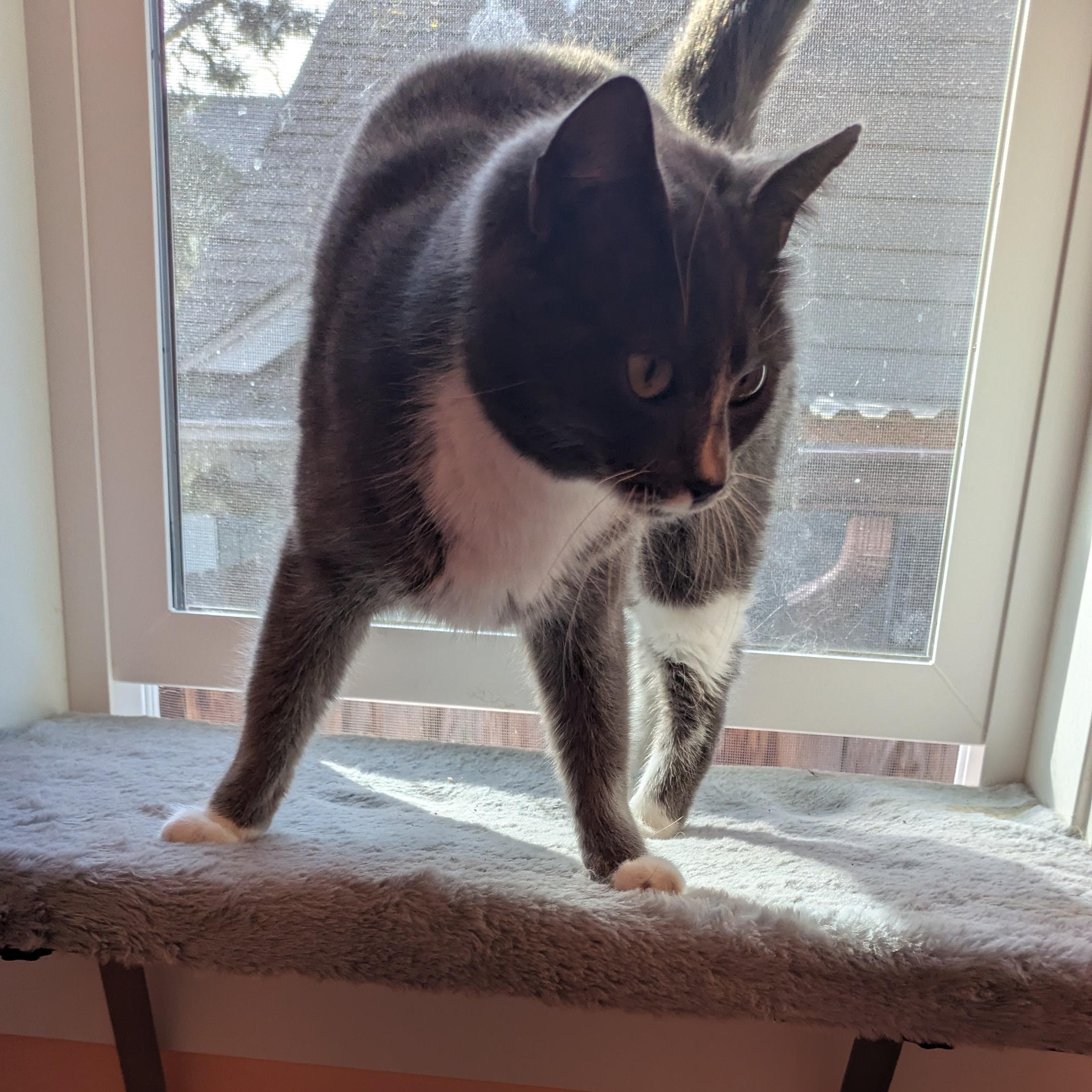 Enlarge Meliah, an adopted mixed breed in Silverton, OR image 2/5