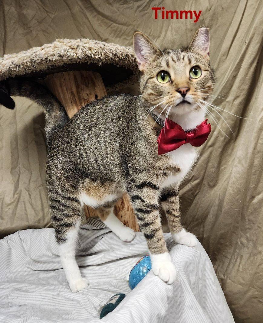 Timmy, a Adoptable mixed breed in Whitewater, WI image 2/7