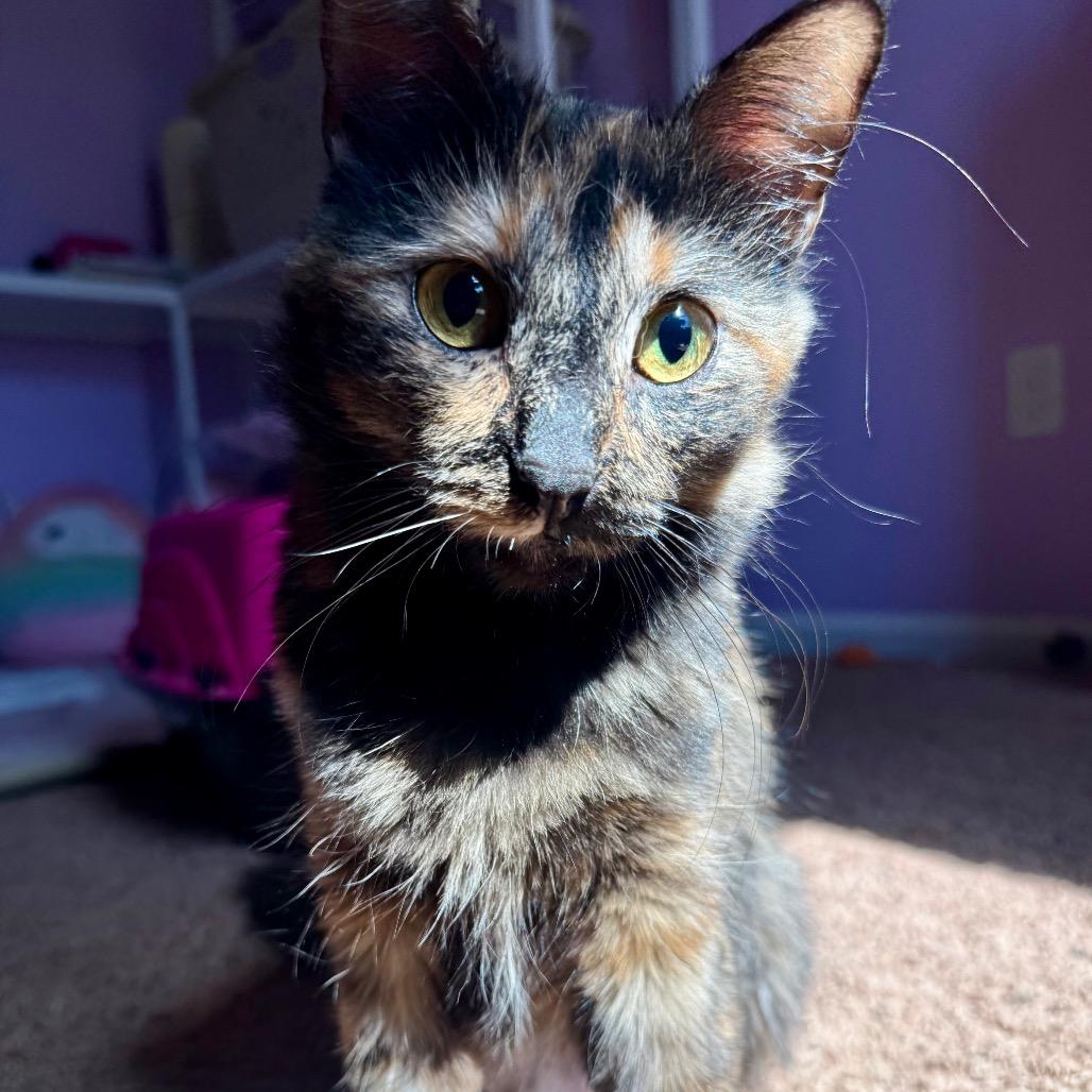 Enlarge Cinnamon, a Adopted mixed breed in Boulder, CO image 1/5