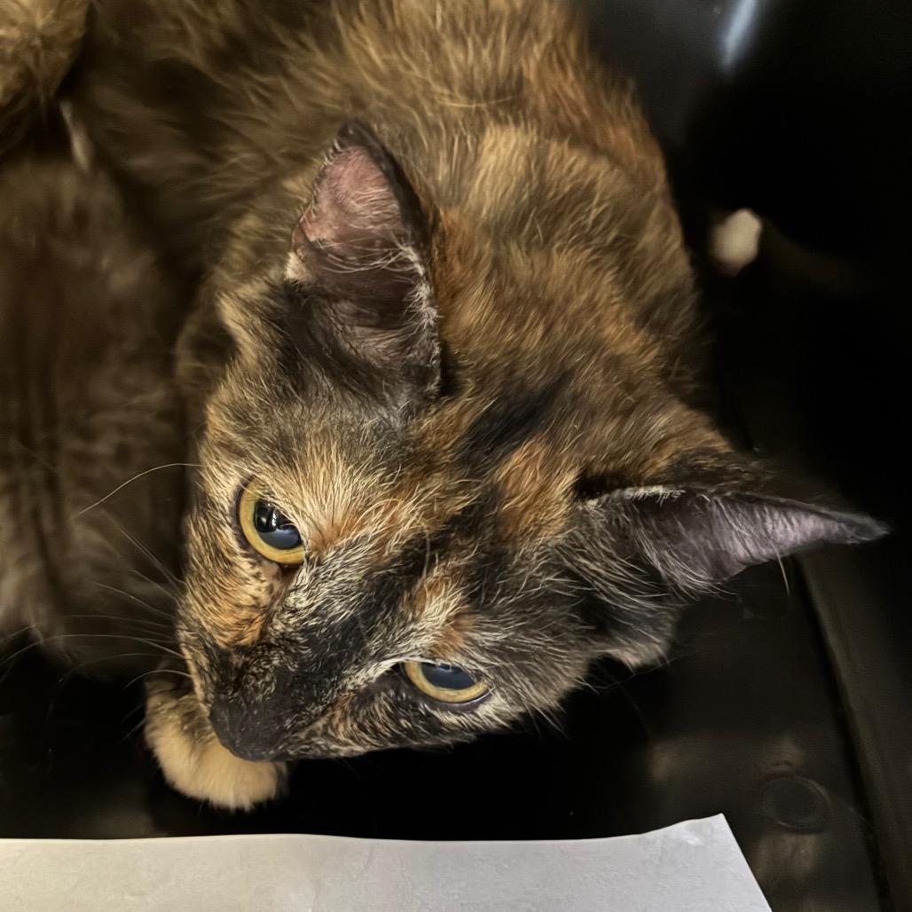 Enlarge Cinnamon, a Adopted mixed breed in Boulder, CO image 2/5