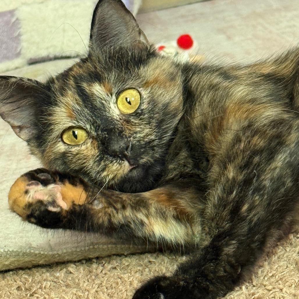 Enlarge Cinnamon, a Adopted mixed breed in Boulder, CO image 3/5