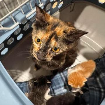 Enlarge Cinnamon, a Adopted mixed breed in Boulder, CO image 5/5