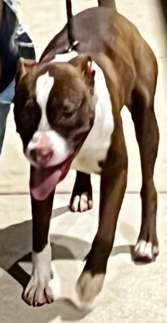 Frankie, Adoptable, Young Male Terrier.