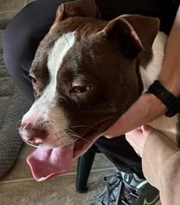 Frankie, a Adoptable mixed breed in Schertz, TX image 2/3