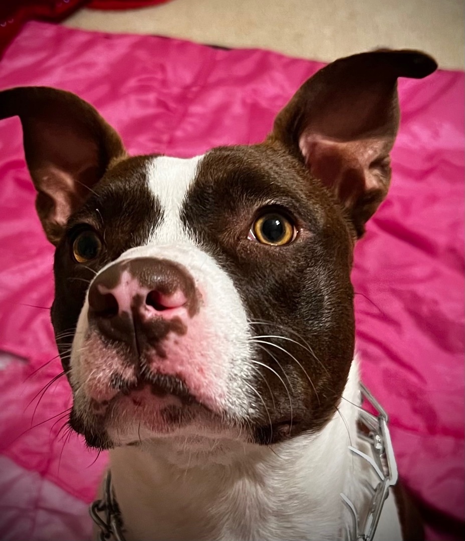 Frankie, a Adoptable mixed breed in Schertz, TX image 3/3