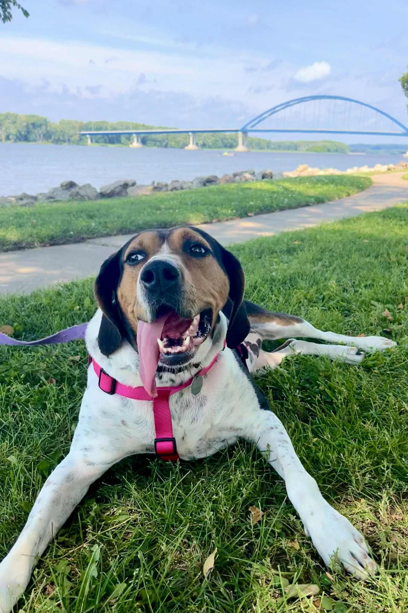 Enlarge River, a ADOPTABLE Treeing Walker Coonhound in Elizabeth, IL image 5/6