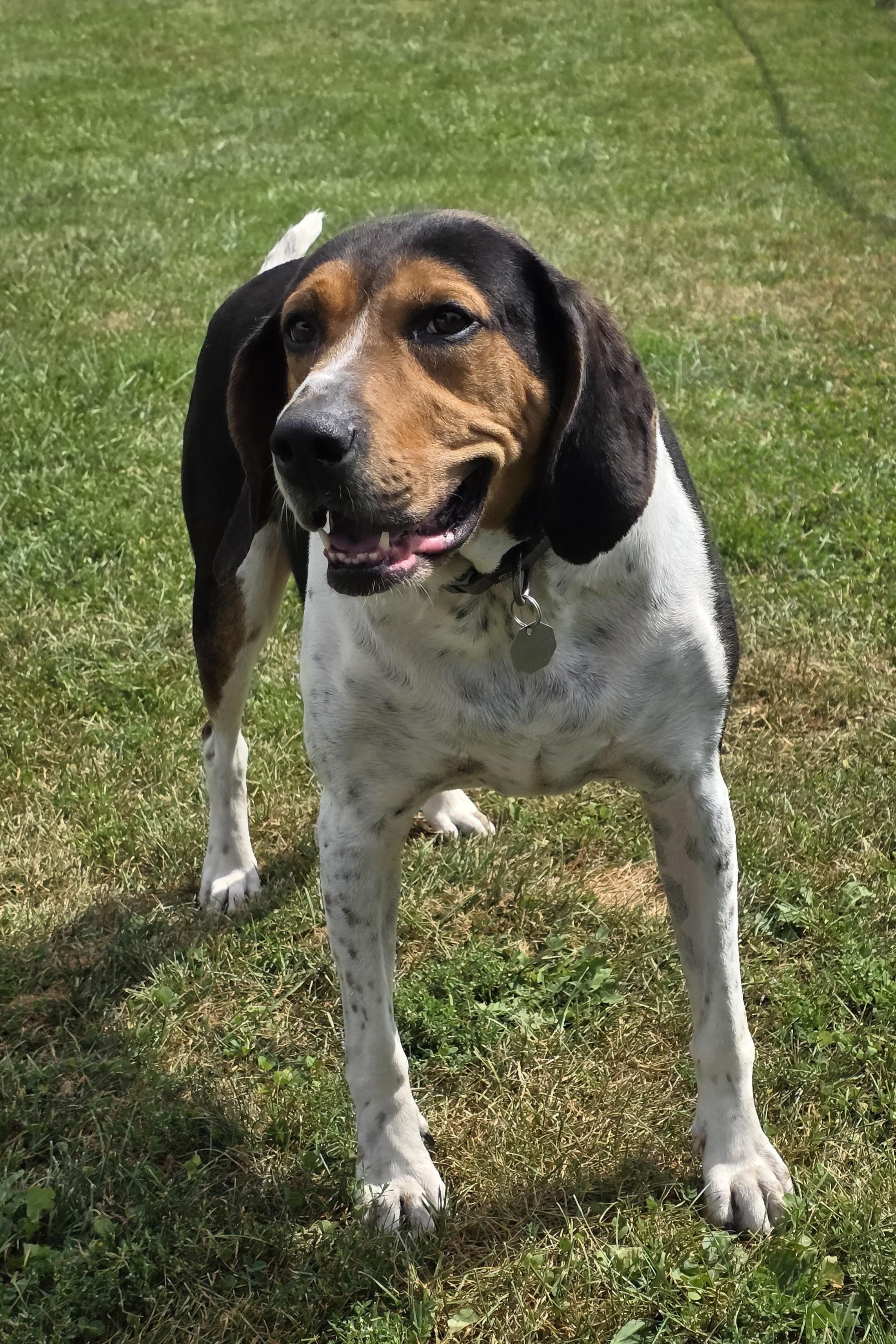 Enlarge River, a ADOPTABLE Treeing Walker Coonhound in Elizabeth, IL image 4/6