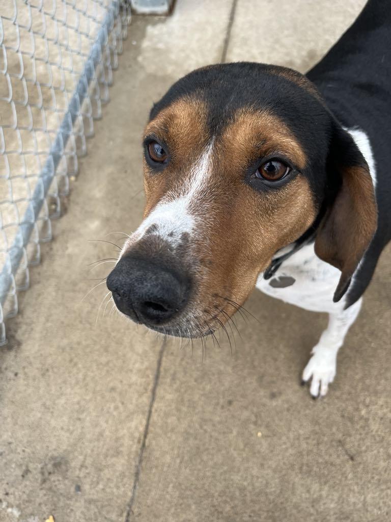 Enlarge River, a ADOPTABLE Treeing Walker Coonhound in Elizabeth, IL image 2/6