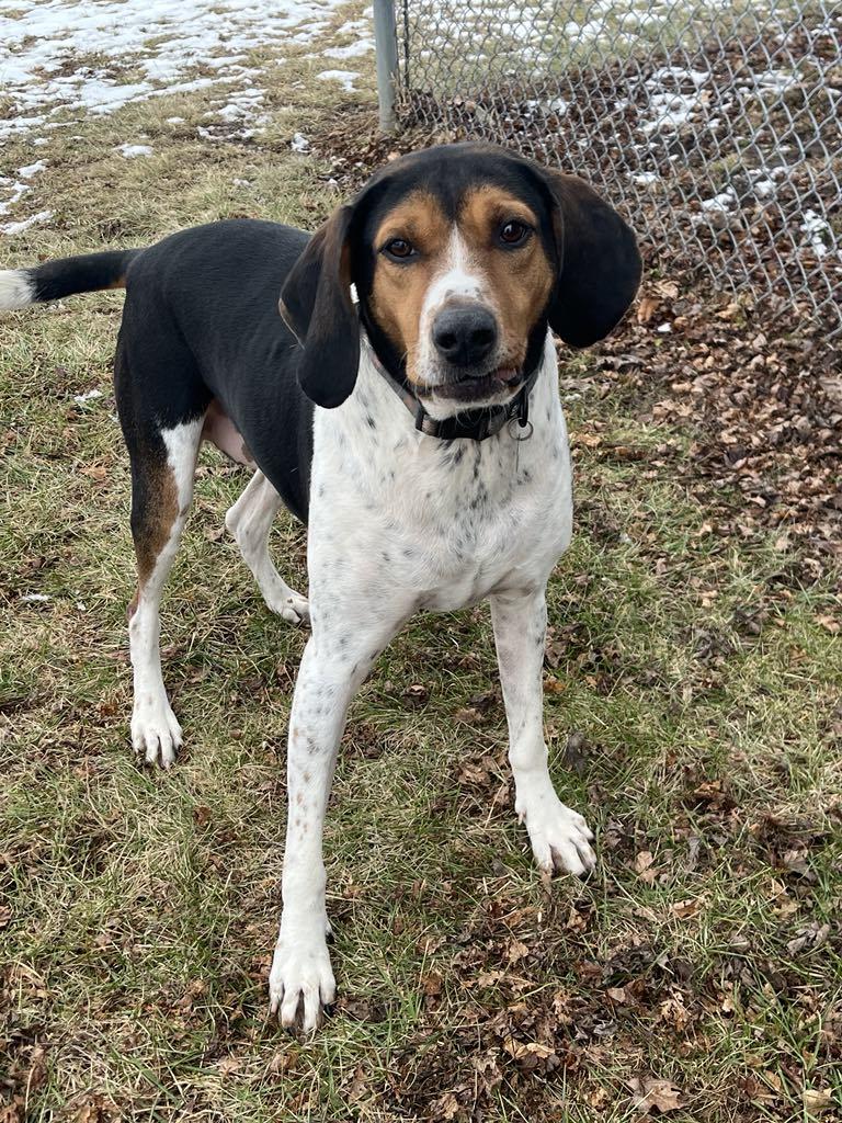 River, ADOPTABLE, Adult Female Treeing Walker Coonhound.