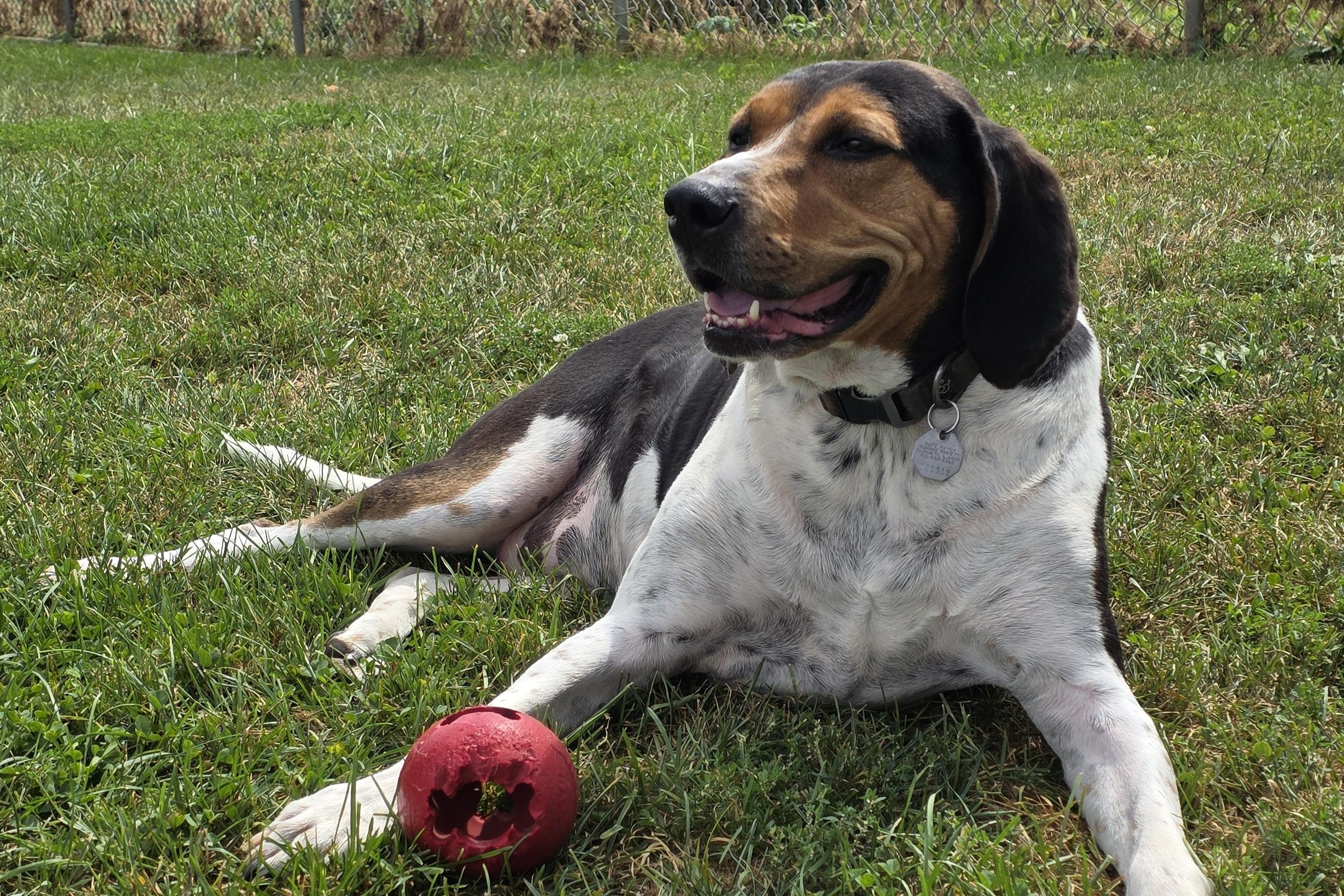 Enlarge River, a ADOPTABLE Treeing Walker Coonhound in Elizabeth, IL image 3/6