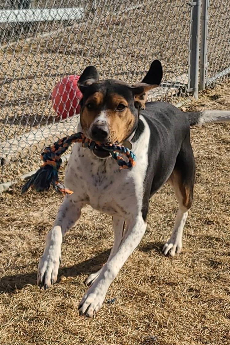 Enlarge River, a ADOPTABLE Treeing Walker Coonhound in Elizabeth, IL image 6/6