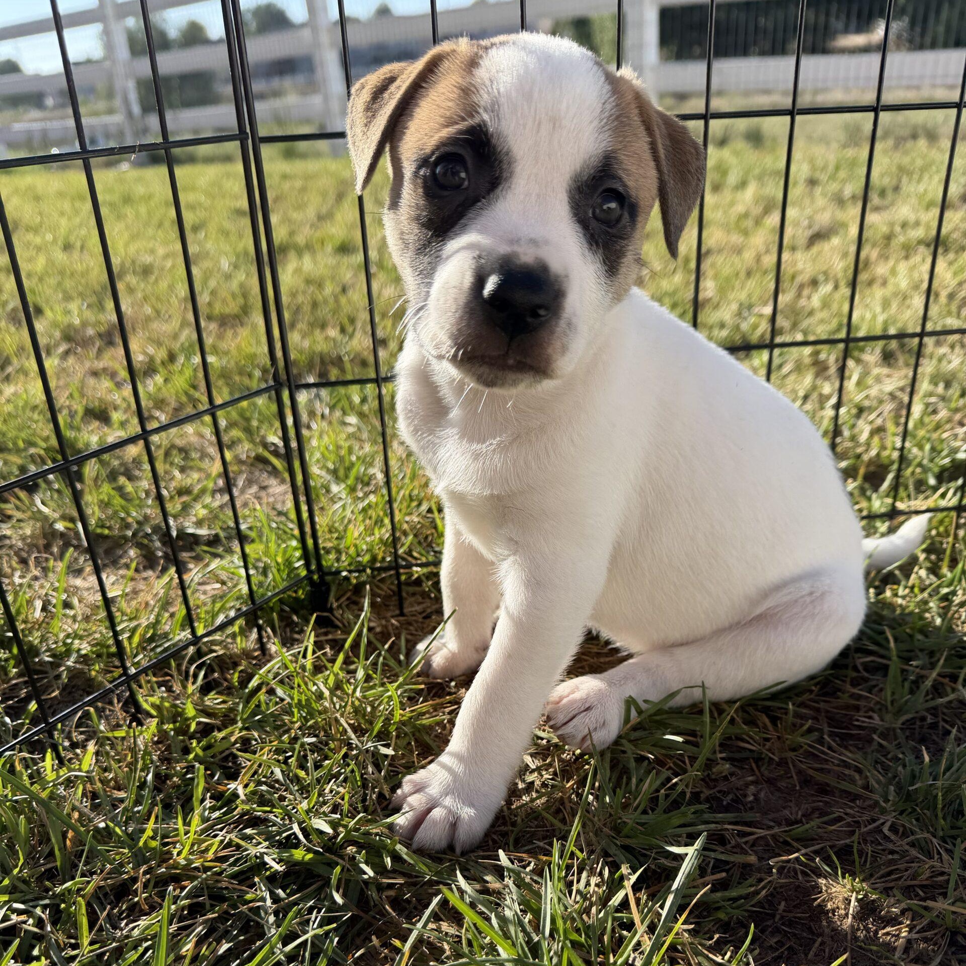 Enlarge Sage, a ADOPTABLE mixed breed in Mead, CO image 2/5