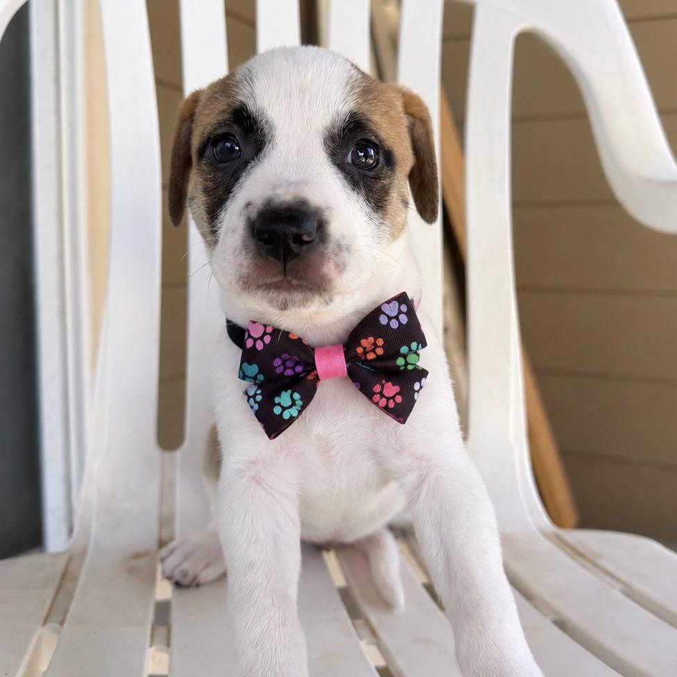 Sage, ADOPTABLE, Puppy Female Pit Bull Terrier & Boxer.