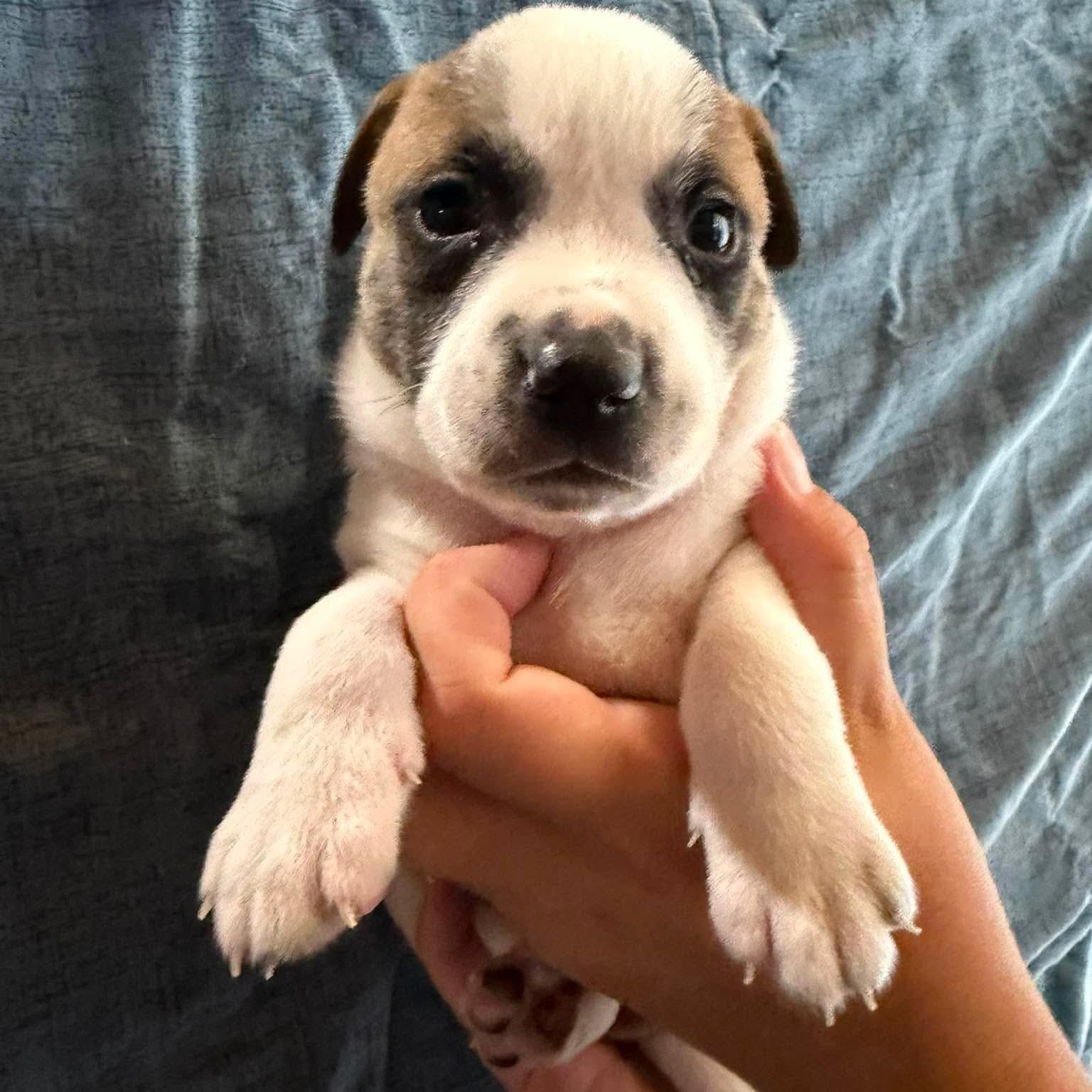 Enlarge Sage, a ADOPTABLE mixed breed in Mead, CO image 5/5
