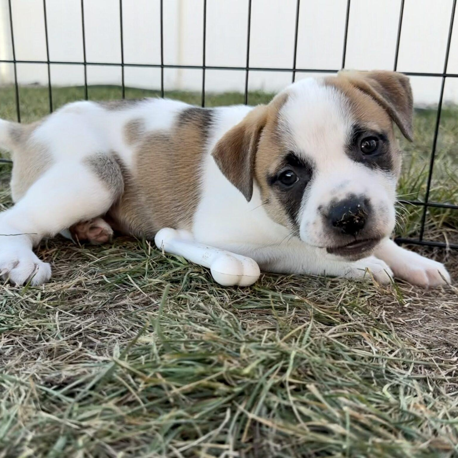 Enlarge Sage, a ADOPTABLE mixed breed in Mead, CO image 4/5