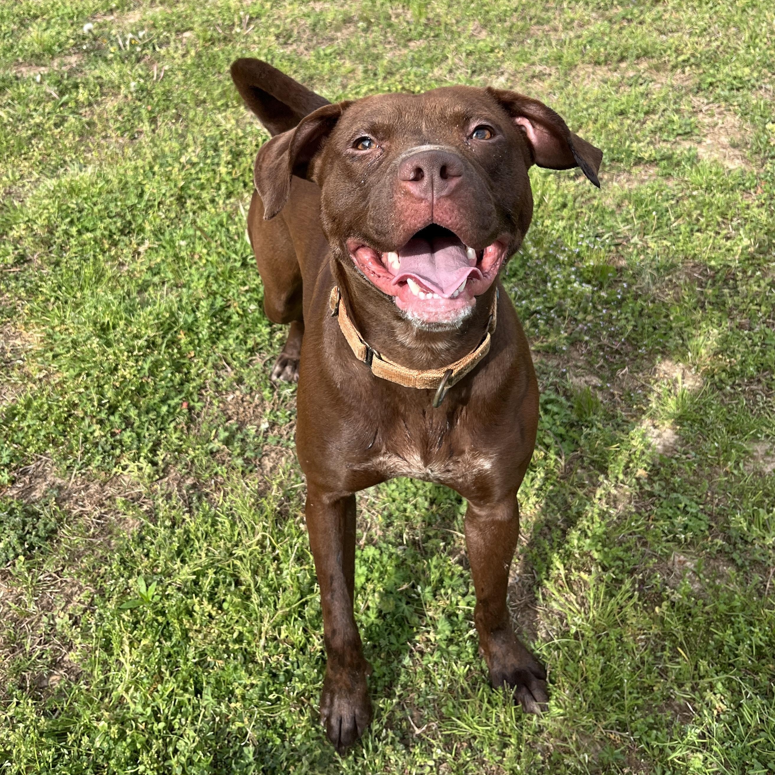 Enlarge Jolie, a ADOPTABLE Shar-Pei in McKenzie, TN image 1/5
