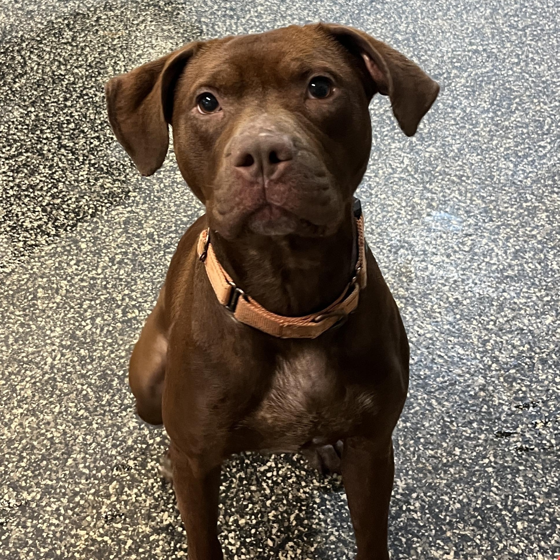 Jolie, ADOPTABLE, Young Female Shar-Pei.