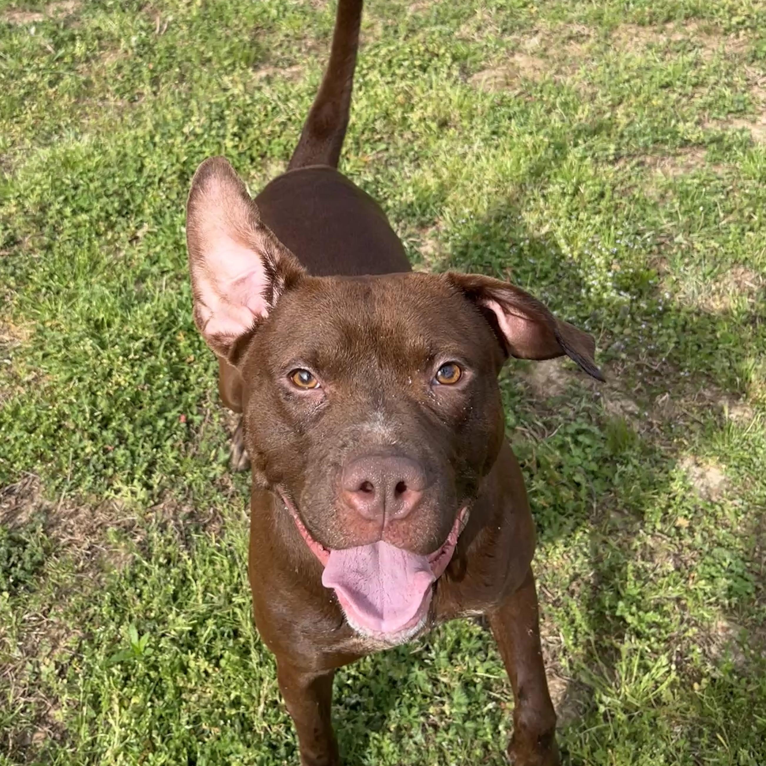 Enlarge Jolie, a ADOPTABLE Shar-Pei in McKenzie, TN image 2/5