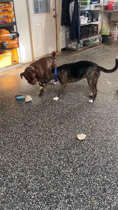 Enlarge Jolie, a ADOPTABLE Shar-Pei in McKenzie, TN video 2/3