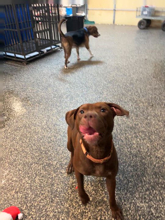 Enlarge Jolie, a ADOPTABLE Shar-Pei in McKenzie, TN video 3/3