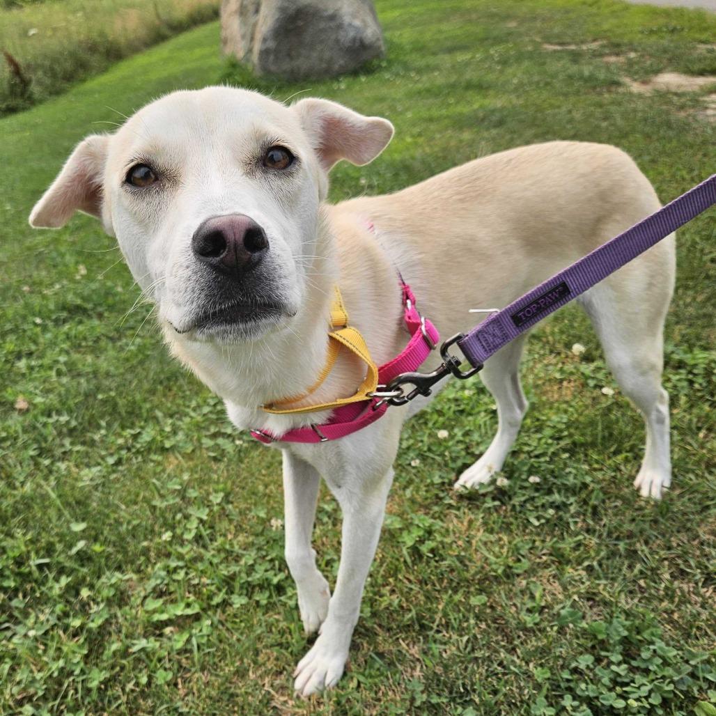Reagan, Adoptable, Young Female Labrador Retriever & Mixed Breed.