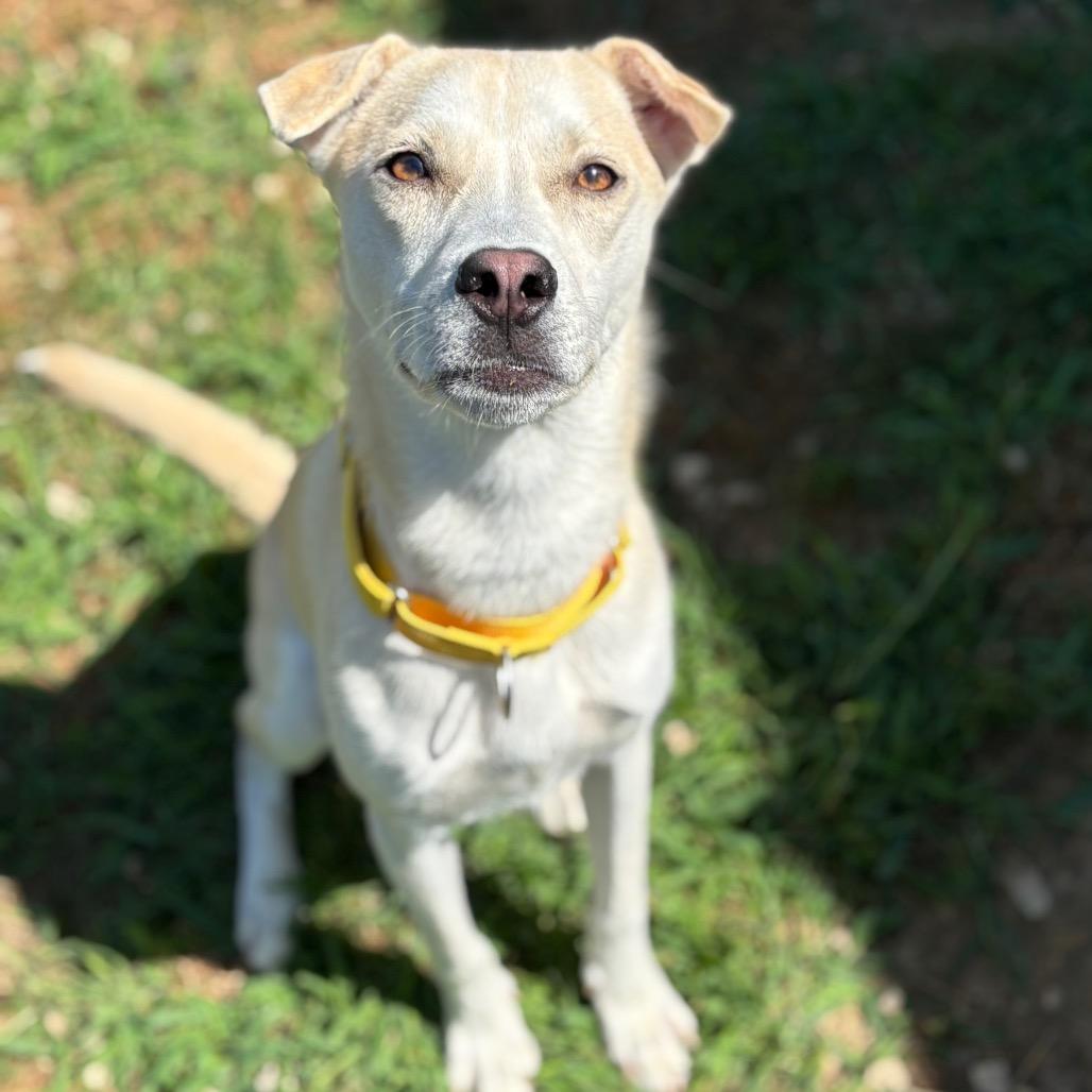 Reagan, a Adoptable mixed breed in Dover, NH image 2/6