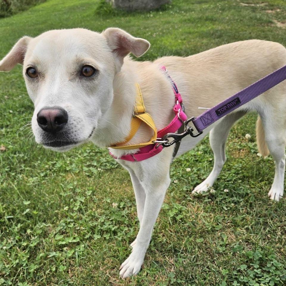 Reagan, a Adoptable mixed breed in Dover, NH image 3/6