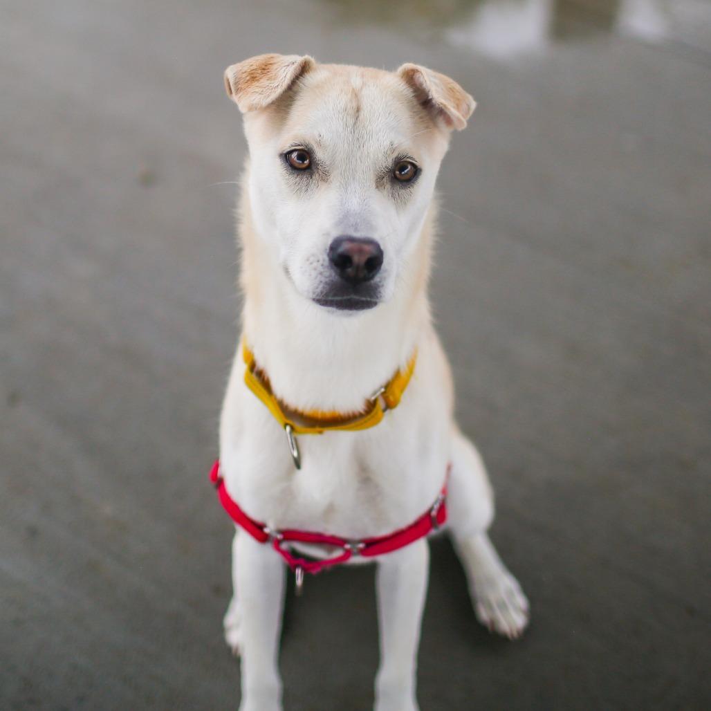 Reagan, a Adoptable mixed breed in Dover, NH image 4/6