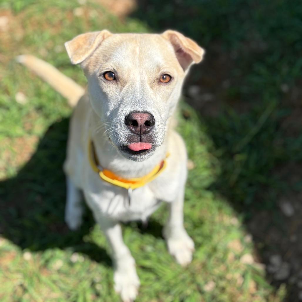 Reagan, a Adoptable mixed breed in Dover, NH image 5/6