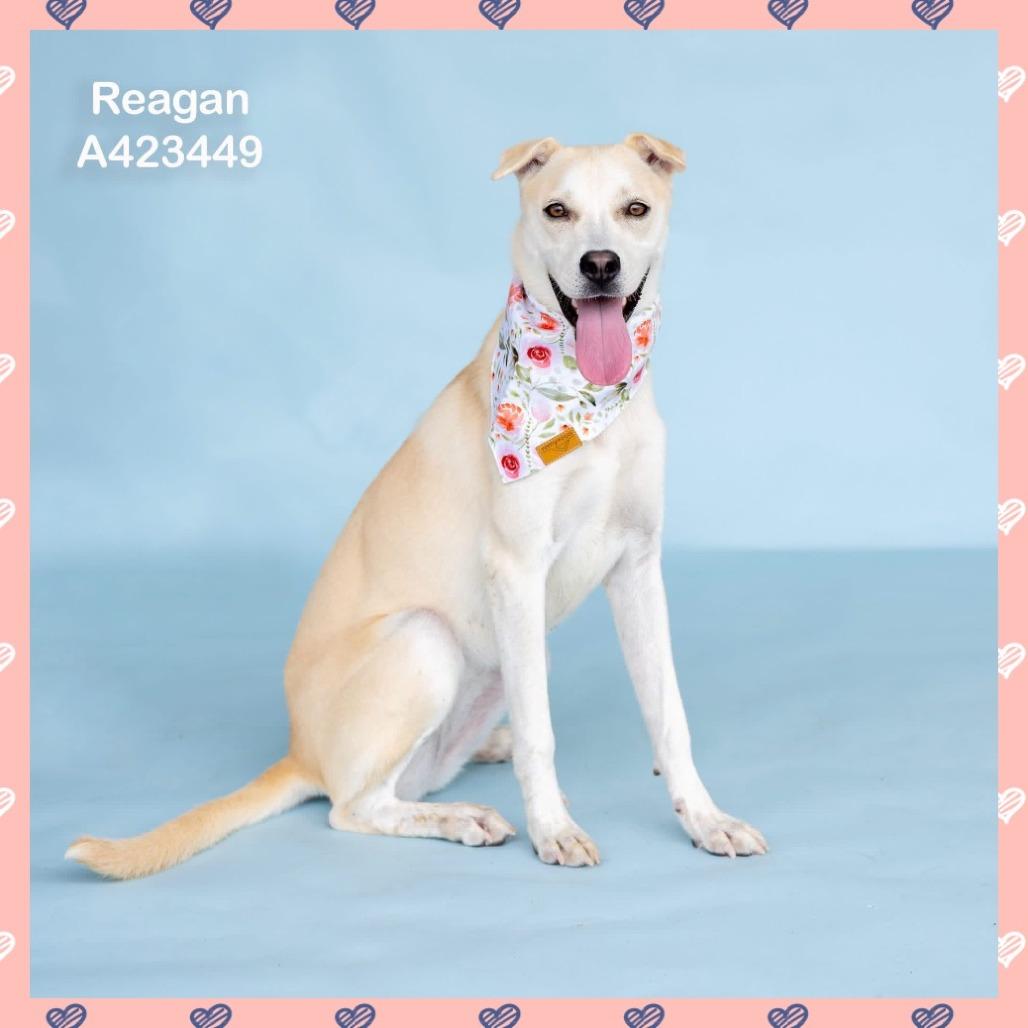 Reagan, a Adoptable mixed breed in Dover, NH image 6/6