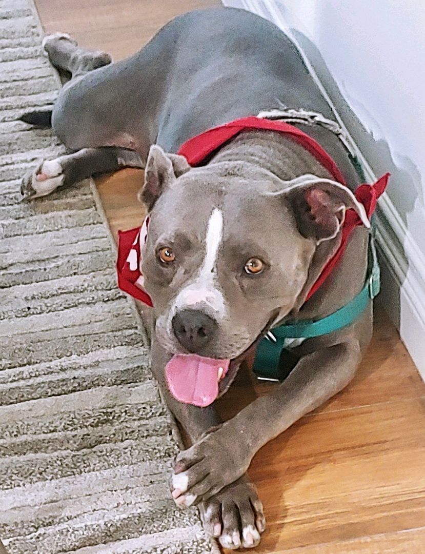 ATHENA, a Adoptable Pit Bull Terrier in Thousand Oaks, CA image 1/5