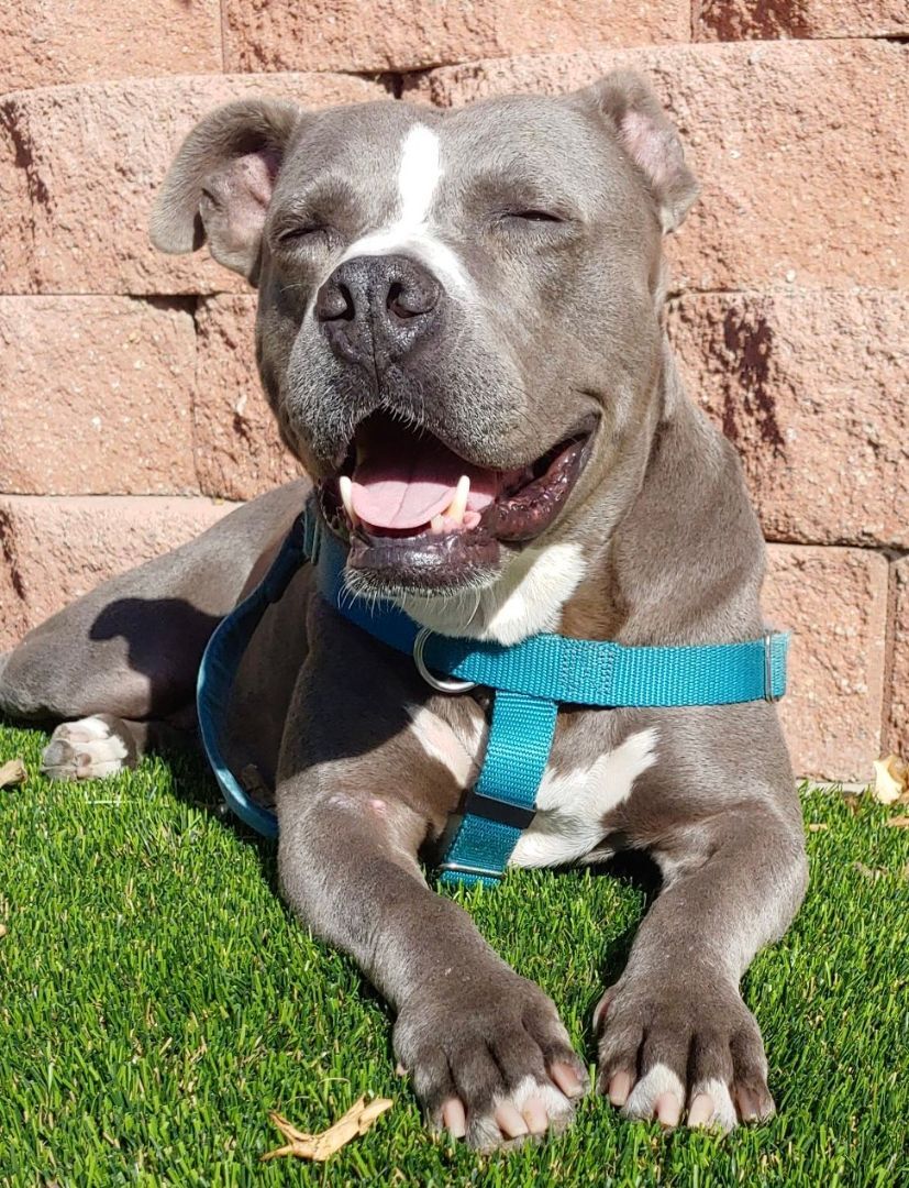 ATHENA, a Adoptable Pit Bull Terrier in Thousand Oaks, CA image 2/5
