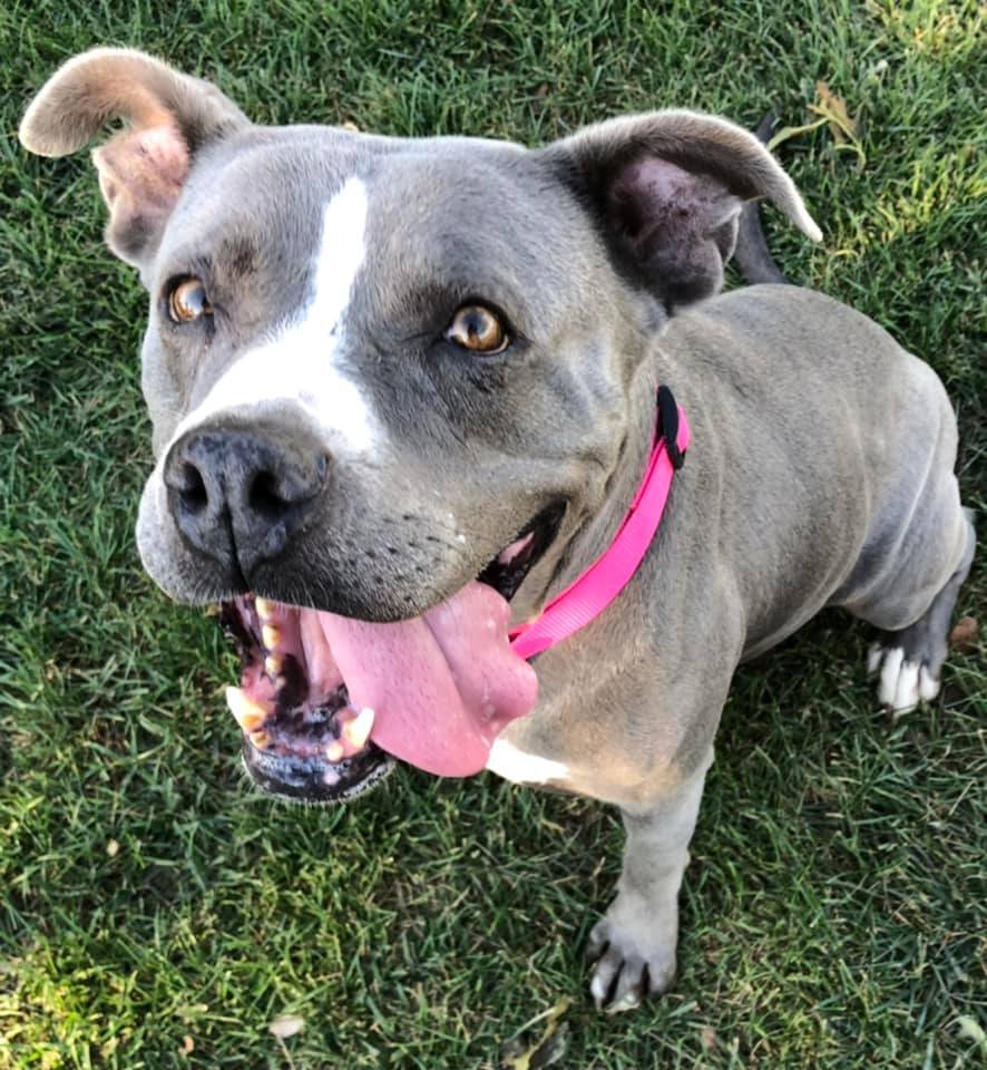 ATHENA, a Adoptable Pit Bull Terrier in Thousand Oaks, CA image 3/5