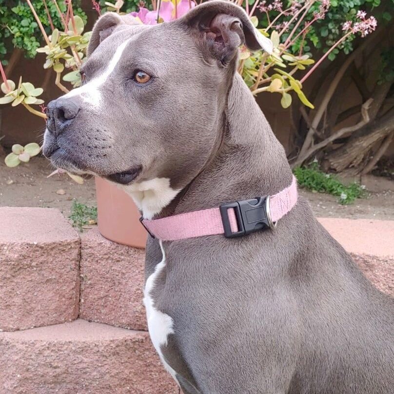 ATHENA, a Adoptable Pit Bull Terrier in Thousand Oaks, CA image 4/5