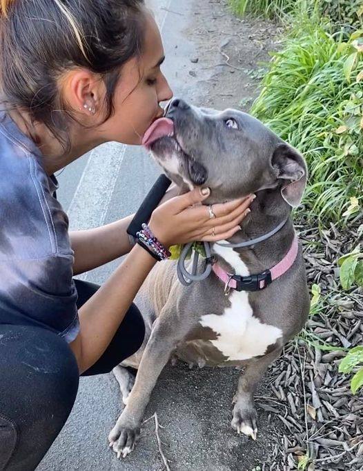 ATHENA, a Adoptable Pit Bull Terrier in Thousand Oaks, CA image 5/5