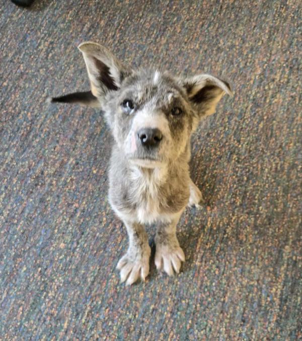 Santos, Adoptable, Young Female Mixed Breed.