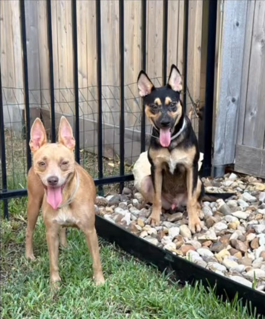 Enlarge Noah, a Adoptable mixed breed in Remus, MI image 4/6