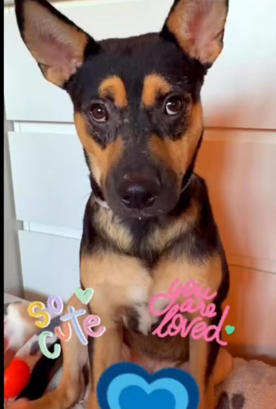 Enlarge Noah, a Adoptable mixed breed in Remus, MI image 5/6