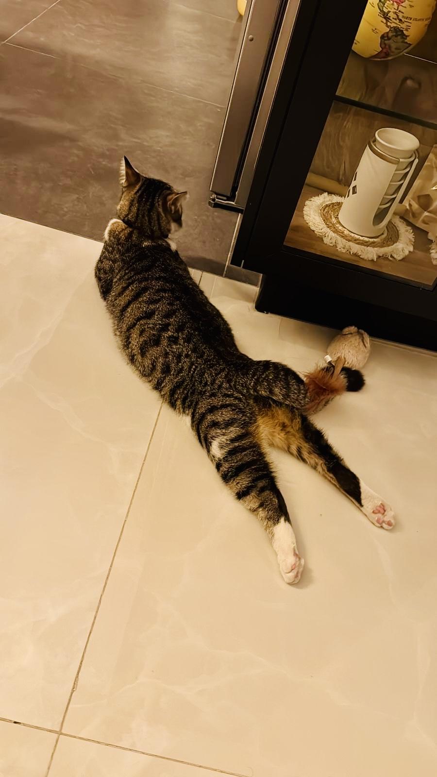 Storm, The Cuddle Shower King