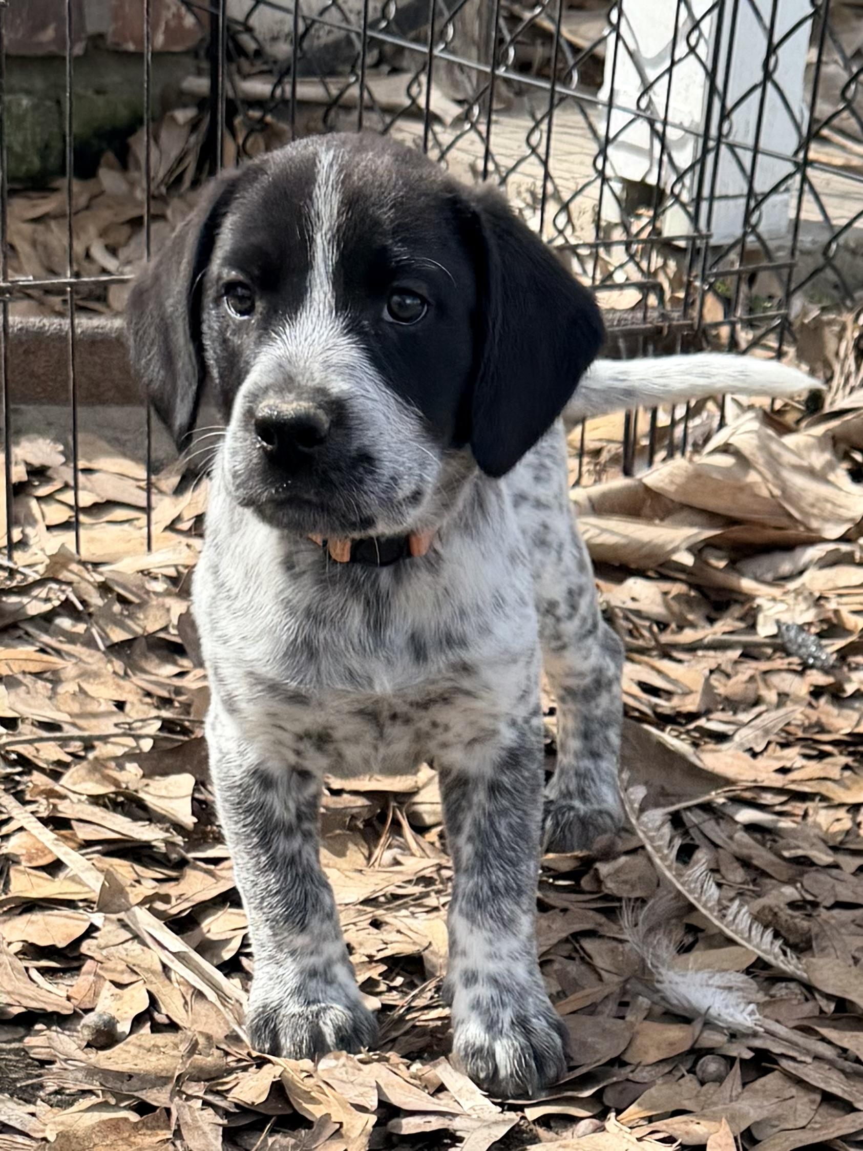Enlarge Booker, an adopted mixed breed in Baker, LA image 3/6
