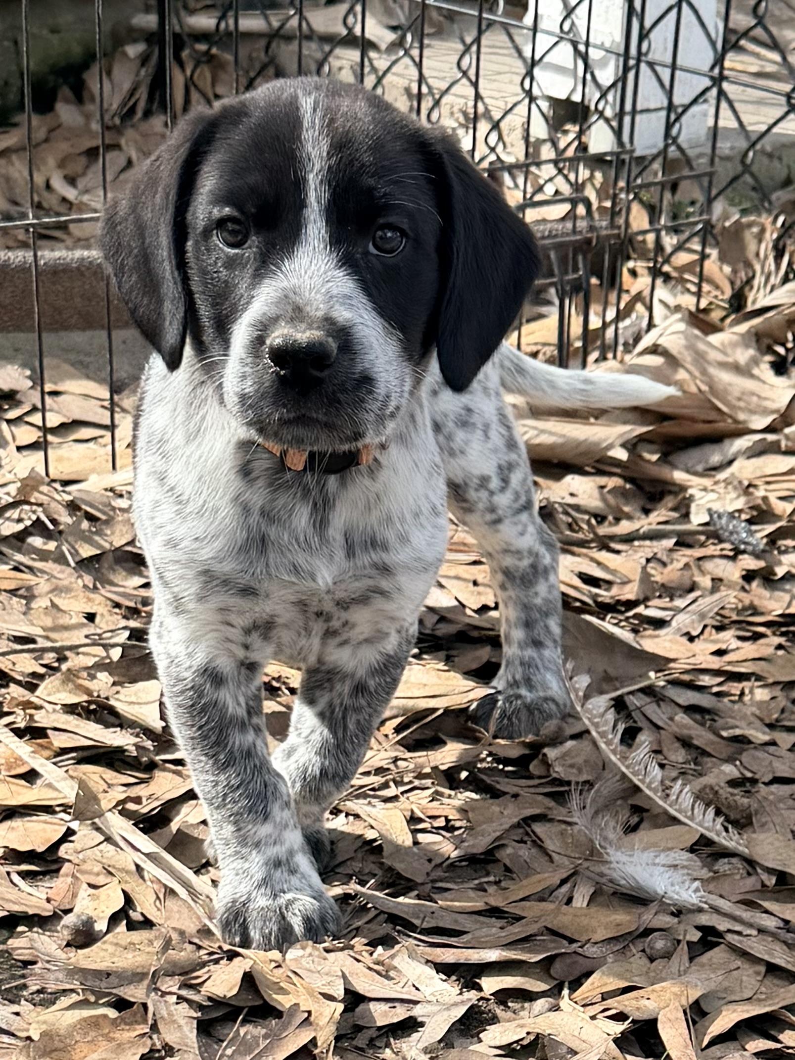 Enlarge Booker, an adopted mixed breed in Baker, LA image 1/6