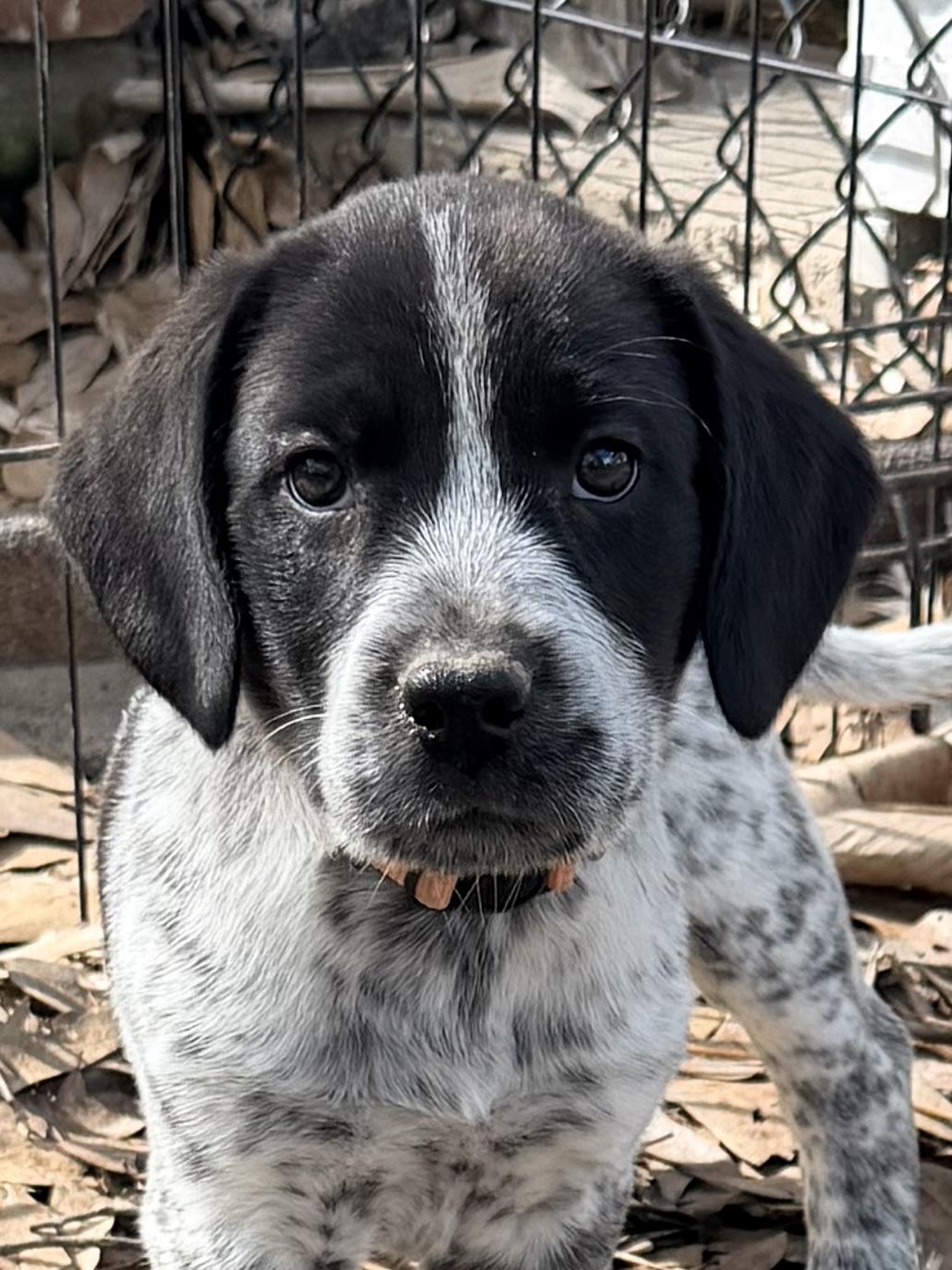 Enlarge Booker, an adopted mixed breed in Baker, LA image 6/6